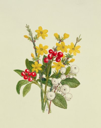 Snowberries, Dogwood and Jasmine by Ursula Hodgson